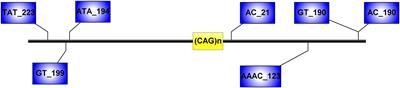 Is the High Frequency of Machado-Joseph Disease in China Due to New Mutational Origins?